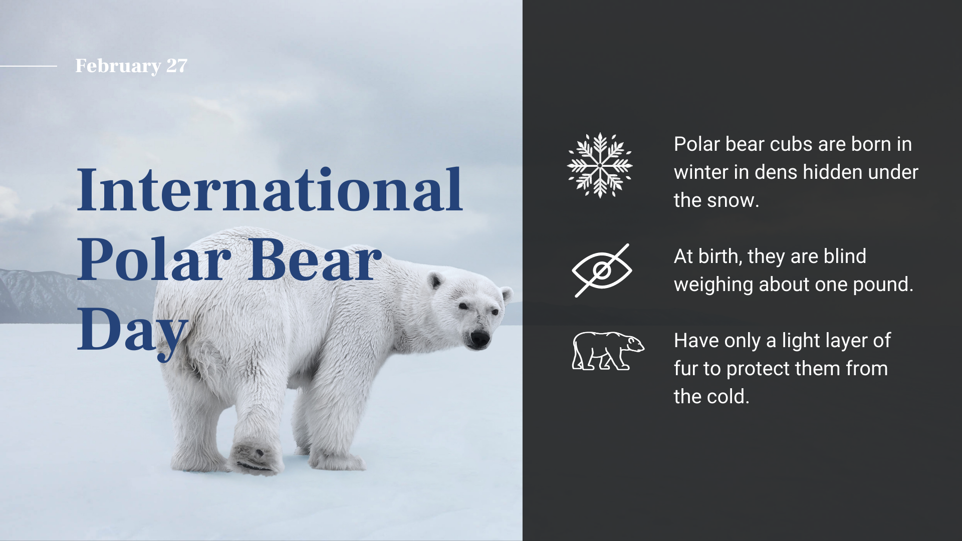 FEB 27 International Polar Bear Day Markey Digital Signage